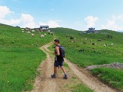 77 Mandrie al pascolo ai Piani dell'Avaro